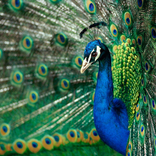 Peacock Themes and Wallpapers