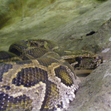 Python Themes and Wallpapers