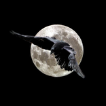 Raven Themes And Wallpapers