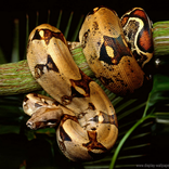Snakes Wallpapers And Themes