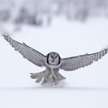 White Owl Wallpapers And Theme