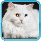 Icona Cat Breeds