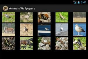 Wallpapers Animals screenshot 1