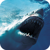 Blue Whale Simulator : Blue Whale VR icône