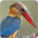 Stork Billed Kingfisher Call : Kingfisher Sound APK
