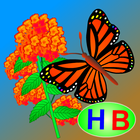 Story of Flower and Butterfly icon