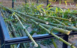 DIY Bamboo Projects Ideas screenshot 1