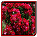 Rose Garden Ideas APK