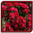 APK Idee Rose Garden