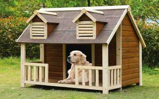 Diy Dog House Design Affiche