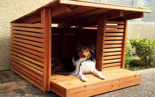 Tự làm Dog House Design ảnh chụp màn hình 1