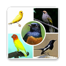 Kicau Burung Master APK