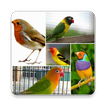 Master Kicau Burung アイコン