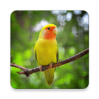 Master Kicau Lovebird icon