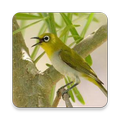 Master Kicau Pleci