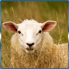 Sheep Simulator  3D 2016 icon