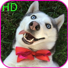 آیکون‌ Husky beautiful dogs HD lock screen wallpaper
