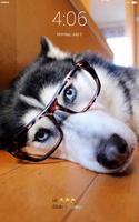 Husky beautiful dogs HD lock screen wallpaper 截圖 1