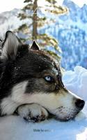 Husky beautiful dogs HD lock screen wallpaper captura de pantalla 2