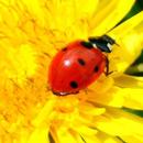 Insect World Puzzle APK