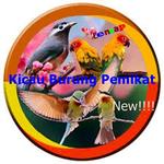 Kicau Burung Pemikat Offline APK