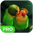 APK Birds Wallpapers HD