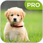 Puppy HD Wallpapers icono