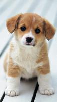 Puppy HD Wallpapers Affiche