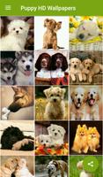 Puppy HD Wallpapers 截图 1