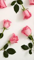 Pink Roses Wallpapers HD ポスター