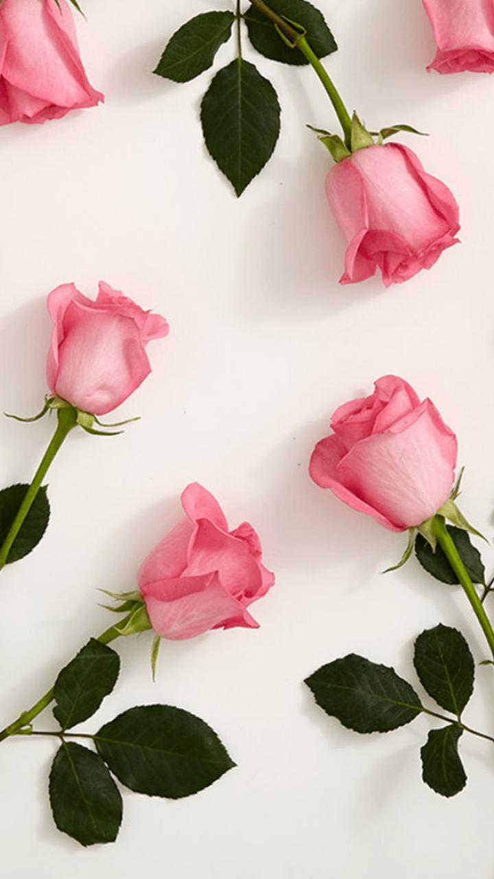 Pink Roses Wallpapers HD APK for Android Download
