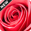 Rose Day Wallpapers