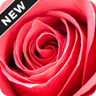Rose Day Wallpapers আইকন