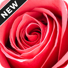 Rose Day Wallpapers आइकन