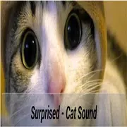 Talk Cat Translator