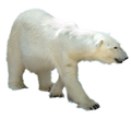 Polar Bear Maze