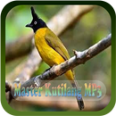 Master Burung Kutilang MP3 APK