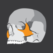 ”Skull Osteology