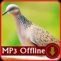 Suara Burung Tekukur Offline - Masteran & Pikat ảnh chụp màn hình 2