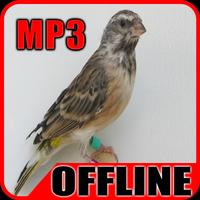 Suara Burung Blackthroat Gacor - Offline poster