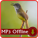 Masteran Ciblek - Suara Burung Ciblek Offline APK