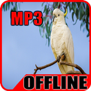 Suara Burung Kakatua Offline-APK