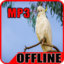 Suara Burung Kakatua Offline APK