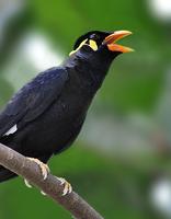 1 Schermata 100+ Suara Burung Kicau