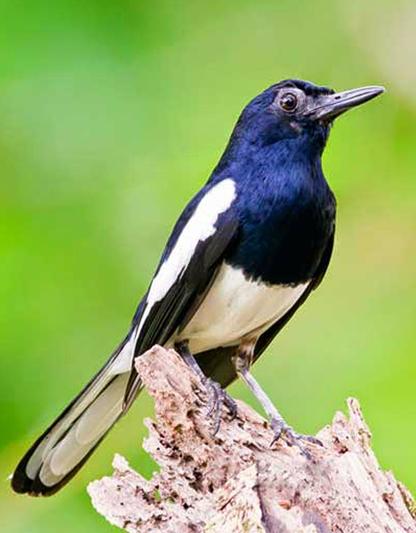 100 Suara Burung Kicau For Android Apk Download