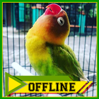 Suara Burung Lovebird Prestasi Offline icône