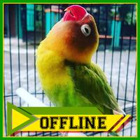 Suara Burung Lovebird Prestasi Offline capture d'écran 3