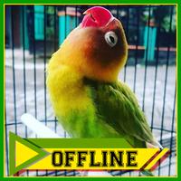 Suara Burung Lovebird Prestasi Offline bài đăng