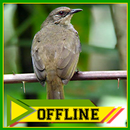 Suara Burung Kapas Tembak Offline - Masteran Kasar APK