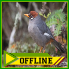 Suara Burung Poksay Offline untuk Poksay Bahan icône
